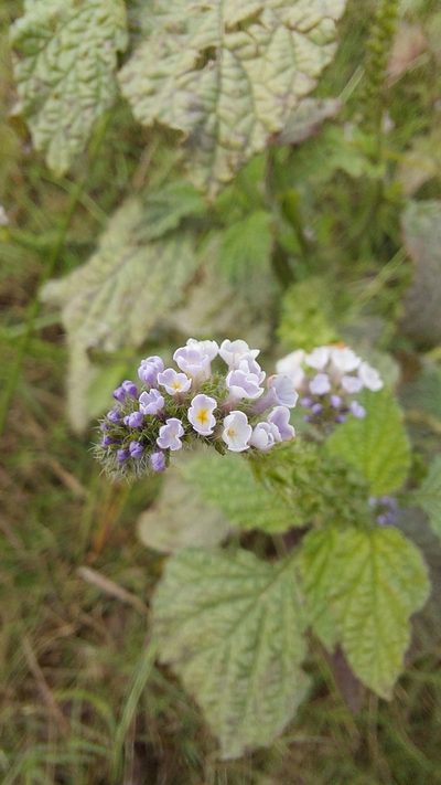 Heliotropium elongatum, photographed by Tomás Tamagno
