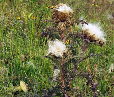 Cirsium horridulum, photographed by Diana Foreman