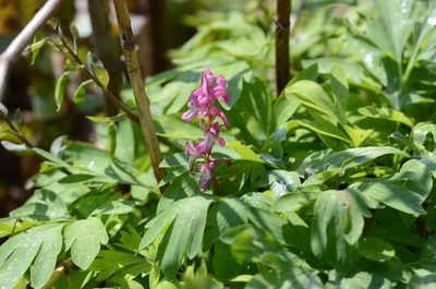 Corydalis cava, photographed by nicoweg