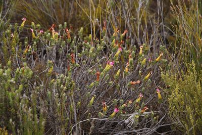 Penaea sarcocolla, photographed by Tony Rebelo