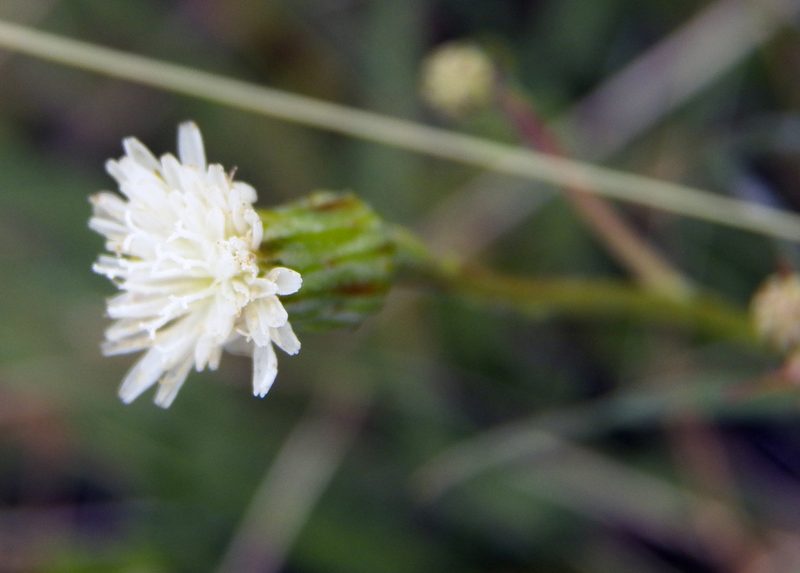 Hypochaeris albiflora, photographed by Diana Foreman