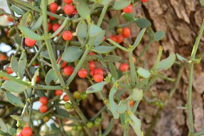 Viscum rotundifolium, photographed by Ricus Nel