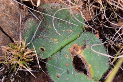 Haemanthus humilis, photographed by Ricus Nel