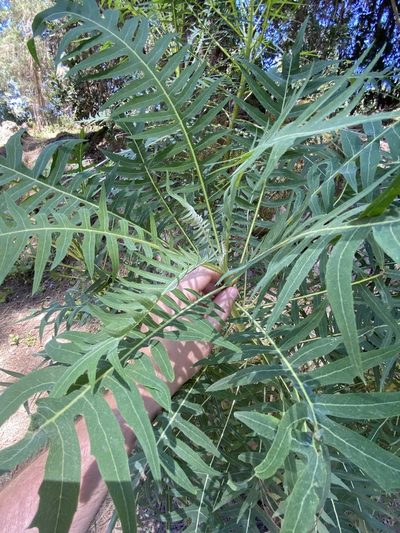 Sonchus canariensis, photographed by Asher P Higgins