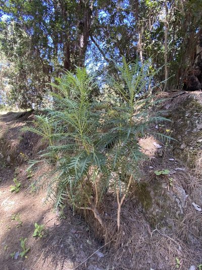 Sonchus canariensis, photographed by Asher P Higgins