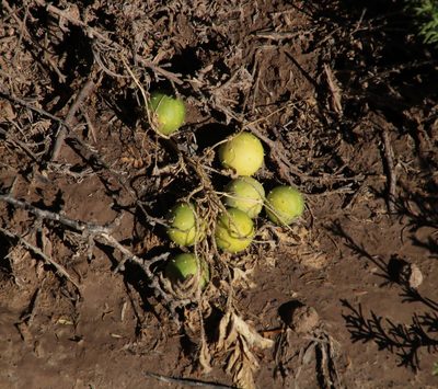 Cucumis myriocarpus, photographed by Tony Rebelo