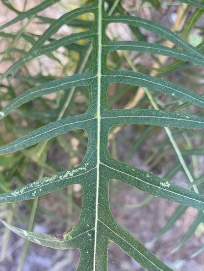 Sonchus canariensis, photographed by Asher P Higgins
