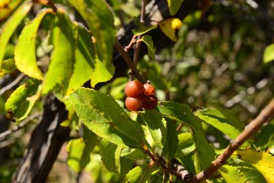 Grewia occidentalis, photographed by Ricus Nel