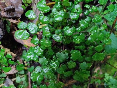 Adiantum poiretii, photographed by sandy-espinozaf