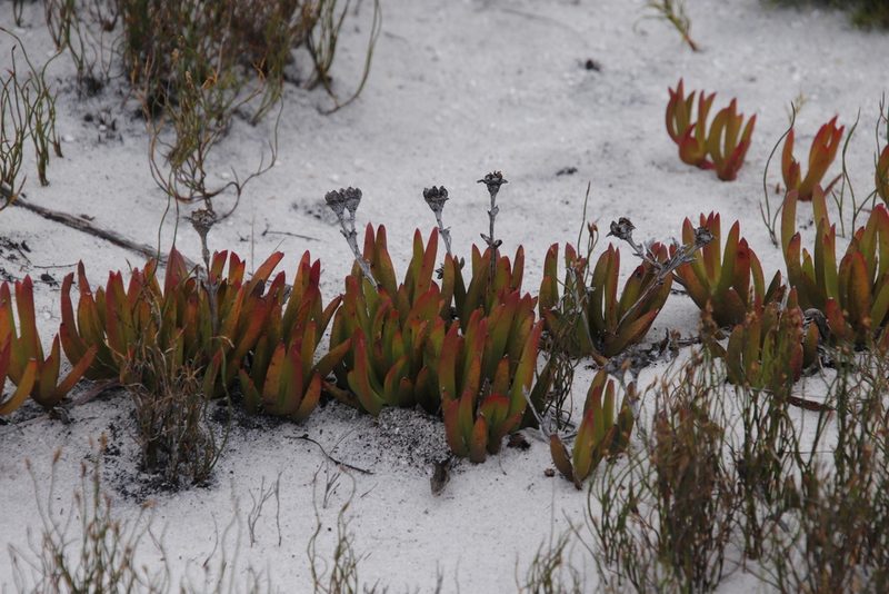 Ruschia sarmentosa, photographed by Tony Rebelo