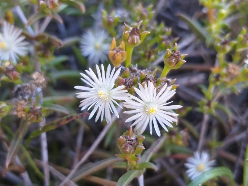 Delosperma inconspicuum, photographed by kevin koen