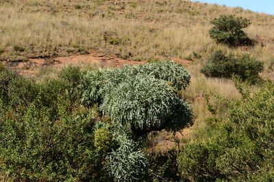 Cussonia paniculata, photographed by Ricus Nel