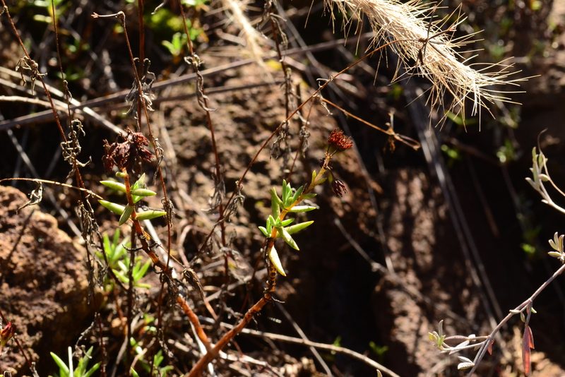 Crassula dependens, photographed by Ricus Nel