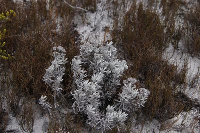 Petalacte coronata, photographed by Tony Rebelo
