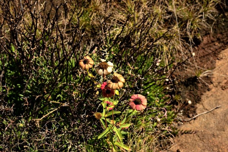 Zinnia peruviana, photographed by Ricus Nel