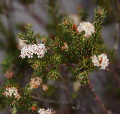 Macrostylis villosa, photographed by Tony Rebelo