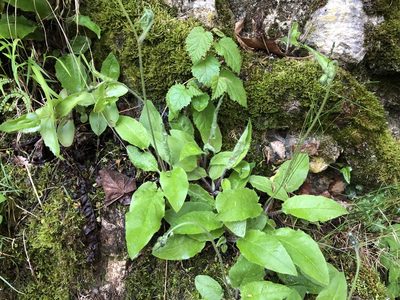 Hieracium murorum, photographed by Jason Grant