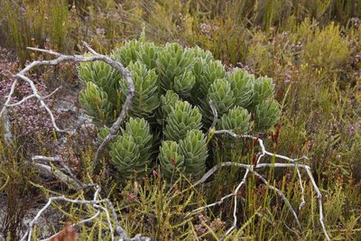 Mimetes fimbriifolius, photographed by Tony Rebelo