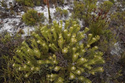 Serruria villosa, photographed by Tony Rebelo