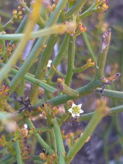 Thesium virgatum, photographed by kevin koen