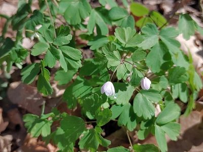 Isopyrum thalictroides, photographed by aga_l_
