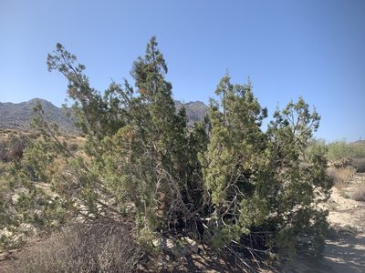 Juniperus californica, photographed by Jacob Malcom