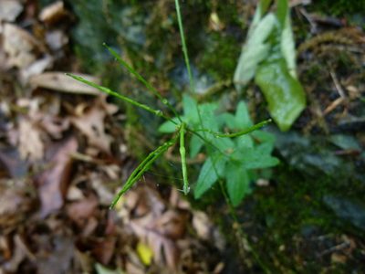 Arabis patens, photographed by botanygirl