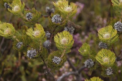 Serruria villosa, photographed by Tony Rebelo