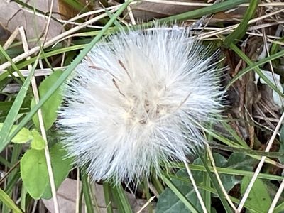 Chaptalia texana