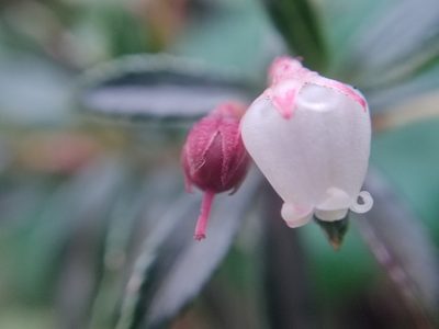 Gaultheria myrsinoides, photographed by sandy-espinozaf