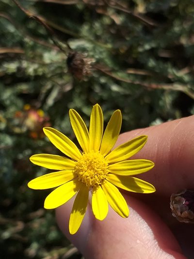 Ursinia discolor, photographed by kevin koen