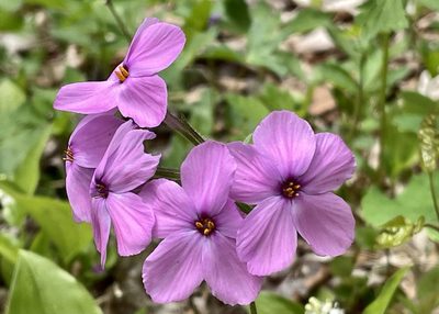 Phlox stolonifera, photographed by Pete Grannis