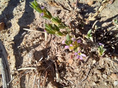 Lythrum hyssopifolia, photographed by Danie Palm