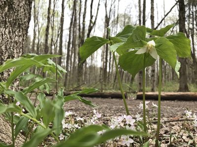 Trillium flexipes, photographed by Dawn VanDeman