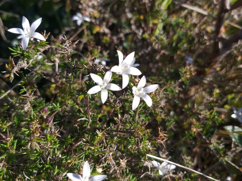Wahlenbergia thunbergii, photographed by kevin koen