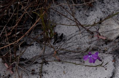Lobelia setacea, photographed by Tony Rebelo