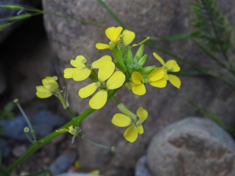 Erysimum creticum, photographed by Yves Bas