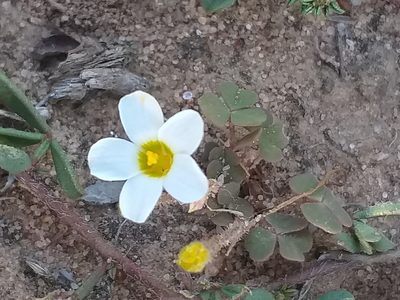 Oxalis punctata, photographed by kevin koen