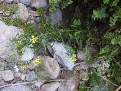 Erysimum creticum, photographed by Yves Bas