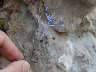 Muscari spreitzenhoferi, photographed by Yves Bas