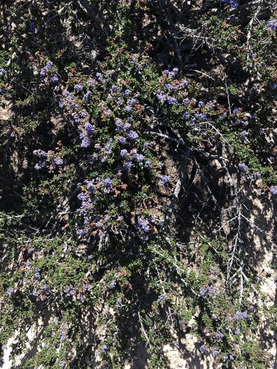 Ceanothus dentatus, photographed by Annabelle McCarthy