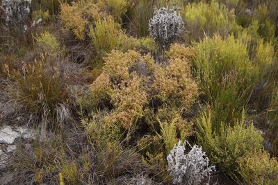 Stoebe scabra, photographed by Tony Rebelo
