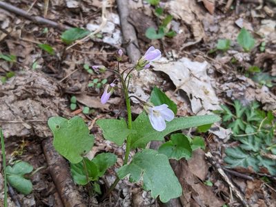 Cardamine douglassii, photographed by scapularis