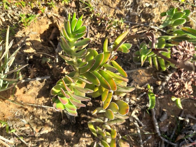 Crassula ciliata, photographed by kevin koen