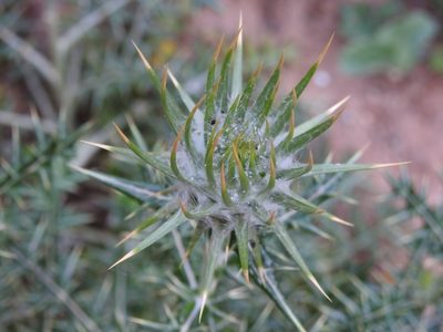 Lamyropsis cynaroides, photographed by Yves Bas