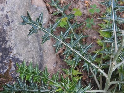 Lamyropsis cynaroides, photographed by Yves Bas