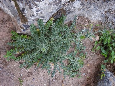Lamyropsis cynaroides, photographed by Yves Bas