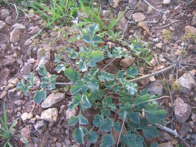 Lomatium repostum, photographed by Scott Loarie