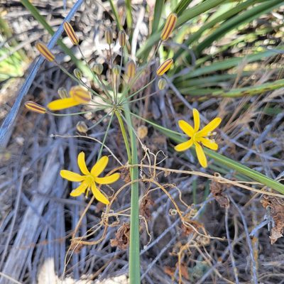 Bloomeria crocea, photographed by Dan Horowitz