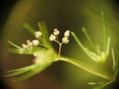 Jubogalium setaceum, photographed by Yves Bas